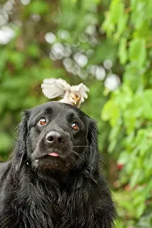 Hovawart: Portrait, black Hovawart with a chick on its head