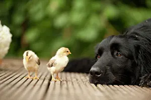 Watches: Portrait, black Hovawart and two chicks, animal