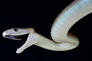 Mamba: Portrait of Black mamba (Dendroaspis polylepis)