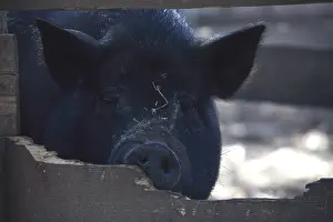 Corral: Portrait of black pig behind a wooden fence France