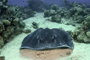 Stingray: Portrait of black spotted ray (Taeniura meyeni)
