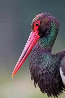 Ciconia: Portrait of Black stork (Ciconia nigra) adult, Ardennes