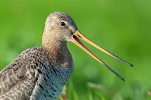 Sound: Portrait Black-tailed Godwit (limosa limosa), beak