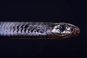 Colubrinae: Portrait of Black tree snake (Thrasops jacksonii)
