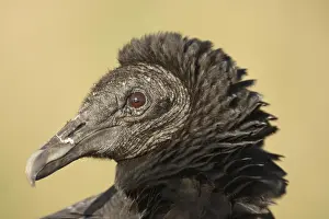 Myakka: Portrait of Black Vulture (Coragyps atratus) in