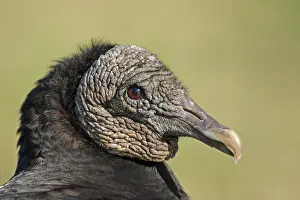 Myakka: Portrait of Black Vulture (Coragyps atratus) in