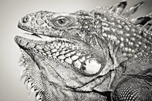 Montserrat: Portrait black and white of Green Iguana (Iguana