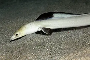 Komodo: Portrait blackfin snake eel (Ophichthus melanochir)