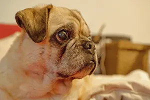 Blind: Portrait of a blind pug domestic dog (Canis lupus