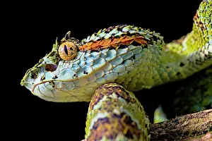Bothrops: Portrait of Blotched palm-pit viper Bothriechis