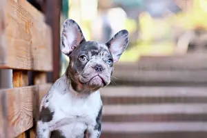 Build: Portrait of blue merle tan French Bulldog dog