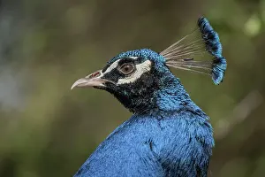 Peacock: Portrait of the Blue Peacock