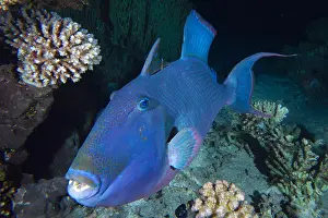 Strait: Portrait of blue triggerfish (Pseudobalistes fuscus)