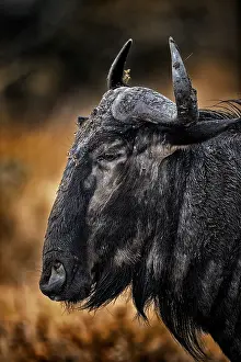 Hluhluwe: Portrait of Blue Wildebeest (Connochaetes taurinus)