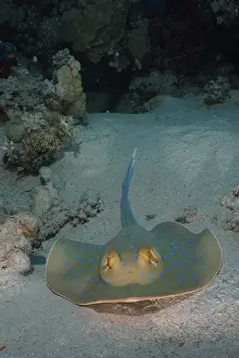 Bluespotted: Portrait of bluespotted ribbontail ray (Taeniura