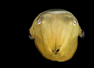 Bobtail: Portrait of Bobtail Squid (Sepiola sp) at night