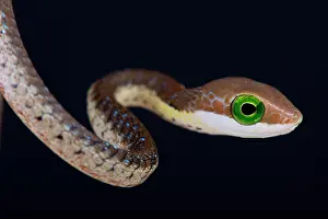 Rwanda: Portrait of Boomslang (Dispholidus typus) on black