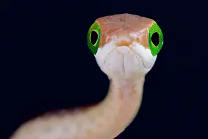Rwanda: Portrait of Boomslang (Dispholidus typus) on black