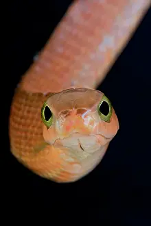Rwanda: Portrait of Boomslang (Dispholidus typus) female