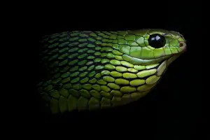 Rwanda: Portrait of Boomslang (Dispholidus typus) male on