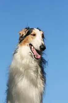 Wolfhound: Portrait of a Borzoi dog against blue sky