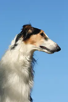 Wolfhound: Portrait of a Borzoi dog against blue sky