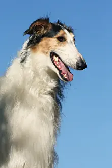 Wolfhound: Portrait of a Borzoi dog against blue sky