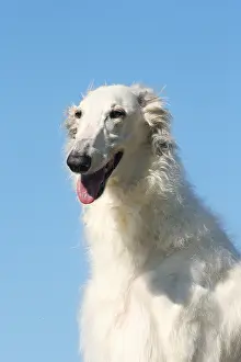 Wolfhound: Portrait of a Borzoi dog against blue sky