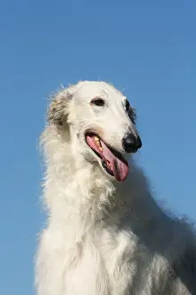 Wolfhound: Portrait of a Borzoi dog against blue sky