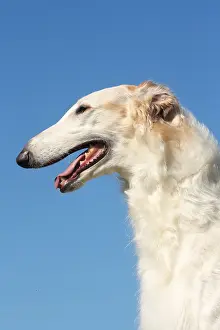 Wolfhound: Portrait of a Borzoi dog against blue sky