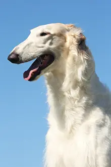 Wolfhound: Portrait of a Borzoi dog against blue sky