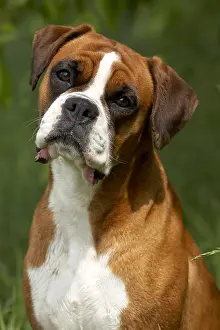 Systems: Portrait of a Boxer