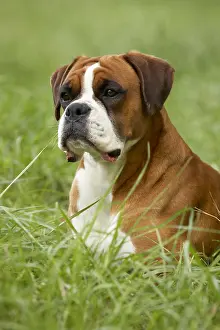 Sense: Portrait of a Boxer lying in the grass