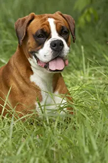 Sense: Portrait of a Boxer lying in the grass