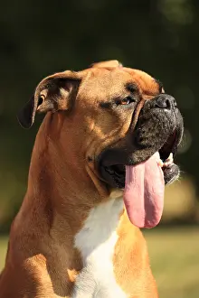 Molossoid: Portrait of Boxer in a private garden Picardie France