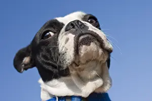 Molossoid: Portrait of a boxer wearing a blue collar