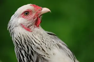 Brahma: Portrait of a Brahma Hen Normandy France