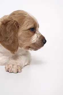 Studios: Portrait Brittany Spaniel puppy one month and a half