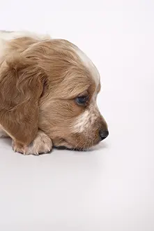 Studios: Portrait Brittany Spaniel puppy one month and a half