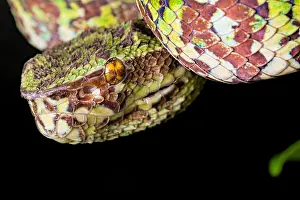 Broad: Portrait of Broad Banded Pit Viper (Tropidolaemus