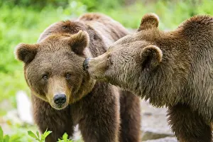 Section: Portrait of two Brown bears (Ursus arctos)