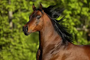Gloss: Portrait of a brown thoroughbred Arabian stallion