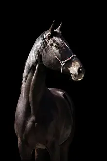 Waldviertel: Portrait of a brown Trakehner mare with halter in