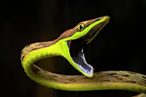 Colubrinae: Portrait of Brown vine snake (Oxybelis aeneus) on