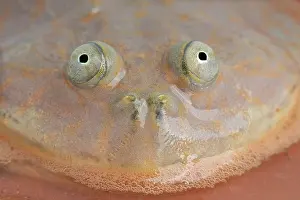 Laevis: Portrait of Budgett's Frog (Lepidobatrachus laevis)