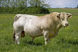 Sturdy: Portrait of a Bull race Charolaise Charolais France