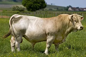 Sturdy: Portrait of a Bull race Charolaise Charolais France