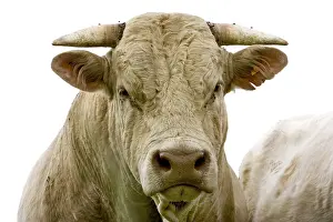 Tranquillity: Portrait of a Bull race Charolaise Charolais France