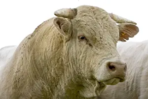 Tranquillity: Portrait of a Bull race Charolaise Charolais France