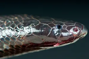 Ghana: Portrait of Burrowing asp (Atractaspis corpulenta)